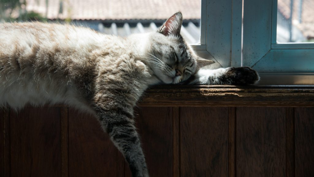 zwierzętami po rozwodzie